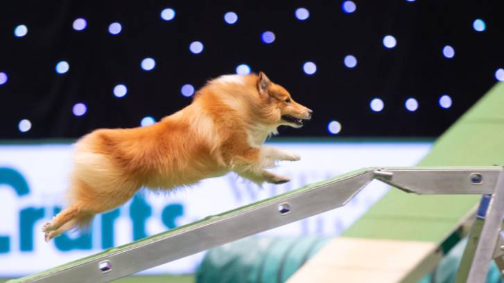 Crufts 2022 Kicks Off Without Russian Competitors 