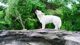 why do dogs howl? White dog stood on a log in forest howling