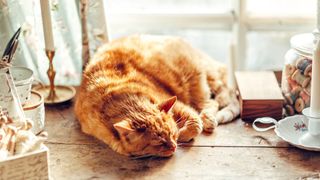 Ginger cat curled up fast asleep on table