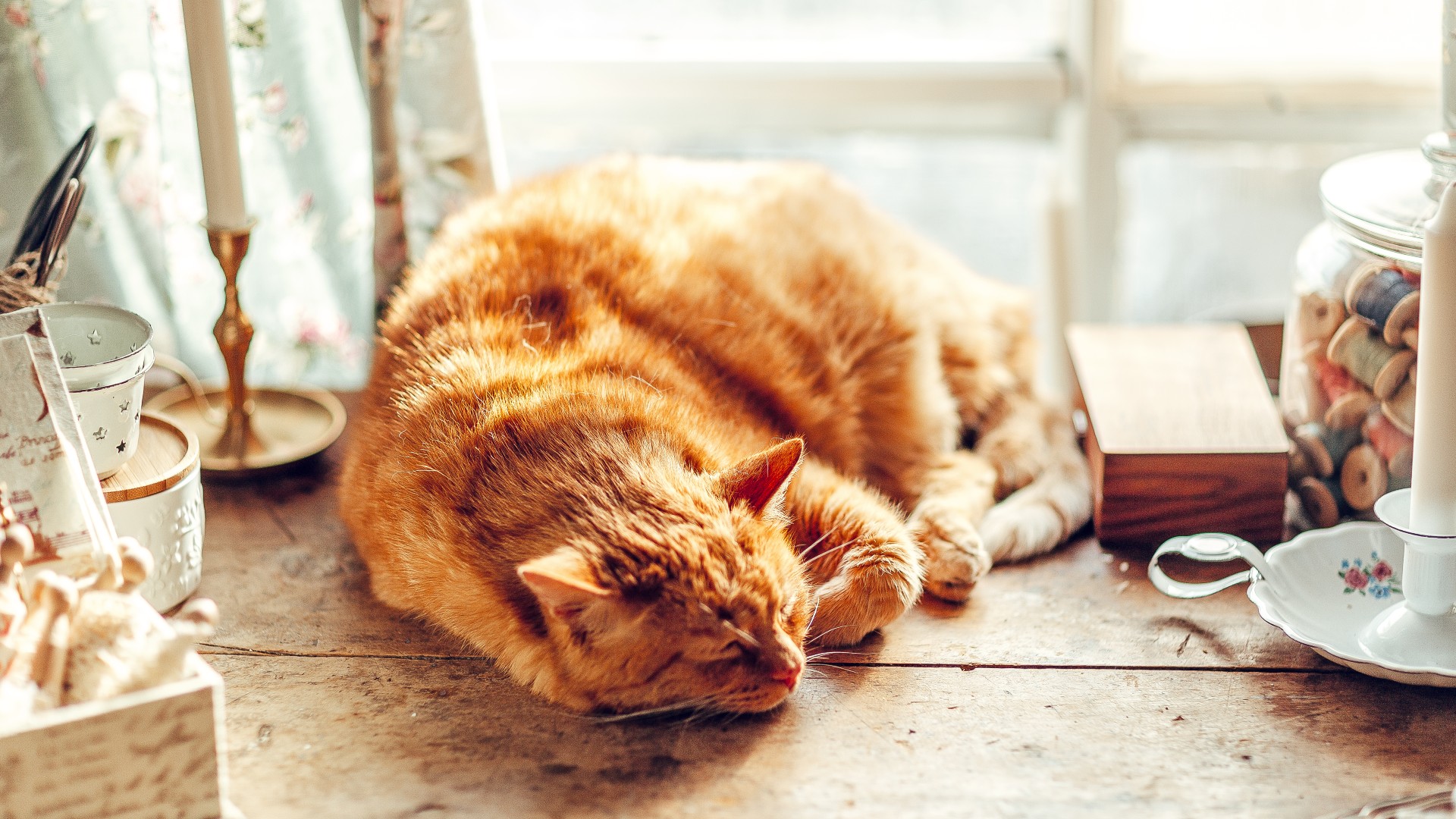 Ginger cat curled up fast asleep on table