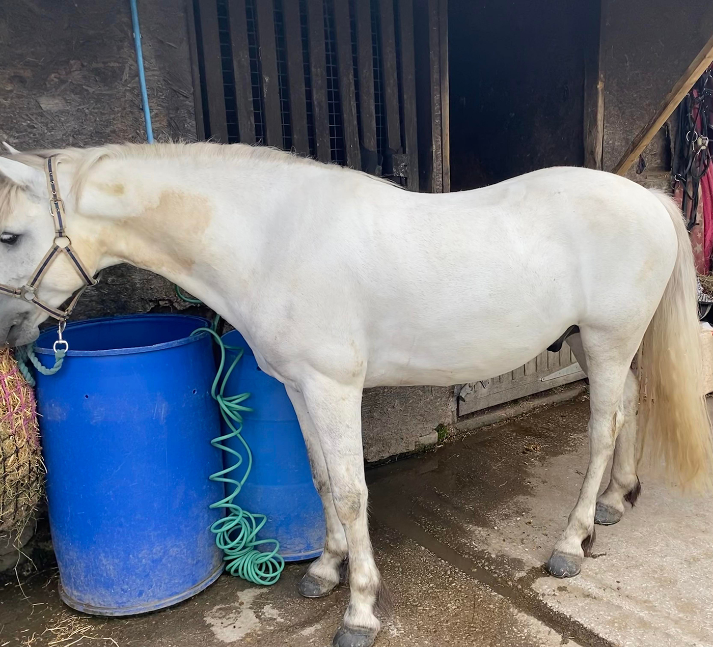 WildWash Equine Natural Whitening Shampoo