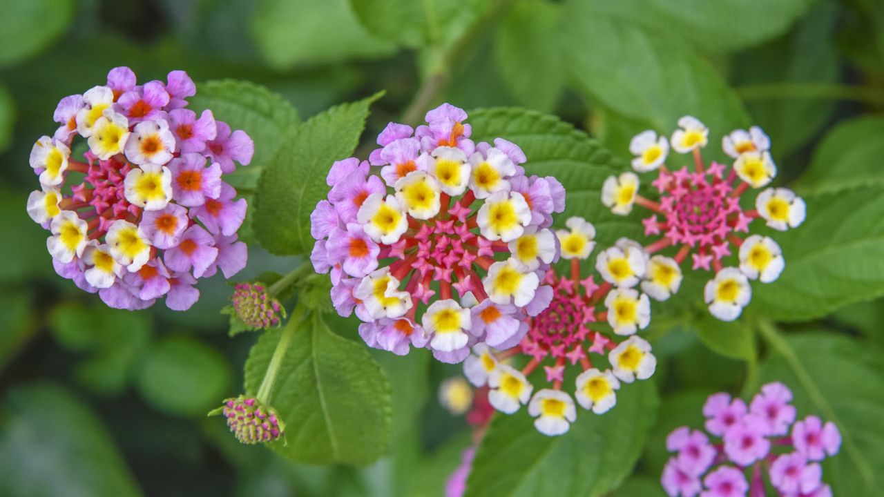 Pink lantana flowers up close