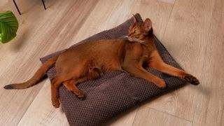 Abyssinian cat lying on pillow