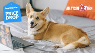 Amaysim logo with lifestyle image of corgi dog on bed with laptop and tom's guide deal badge