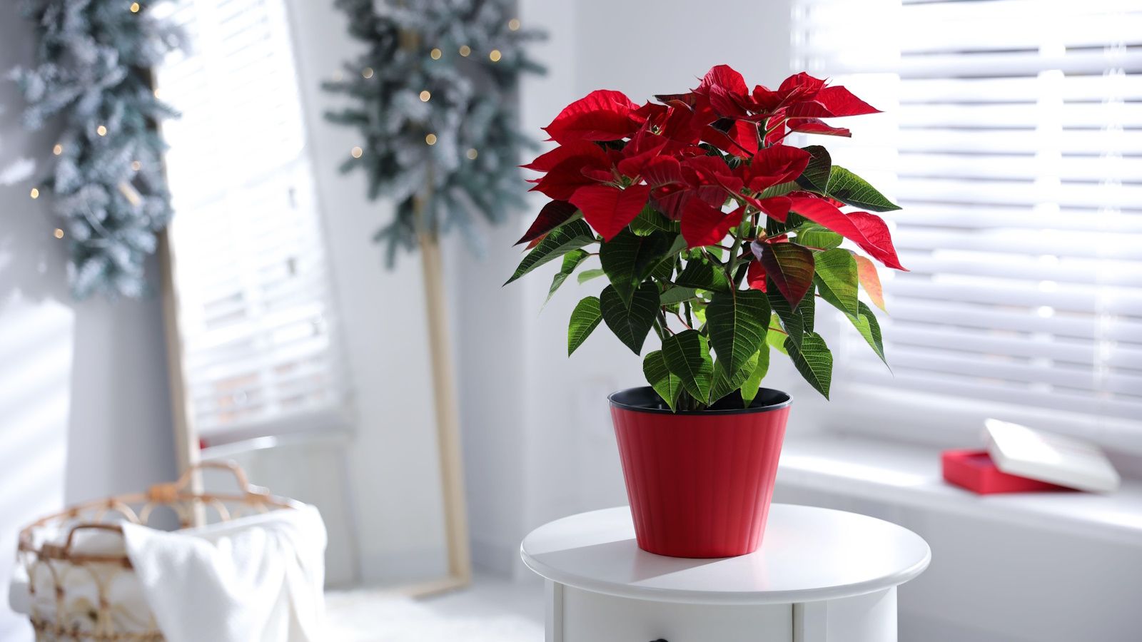 Why is my poinsettia dropping leaves? 4 reasons