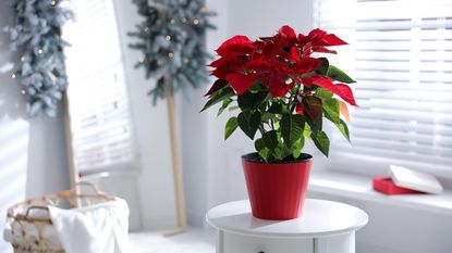 poinsettia in red pot on white side table
