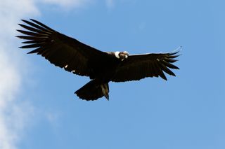 A male Andean condor flies above the highlands of Ecuador.