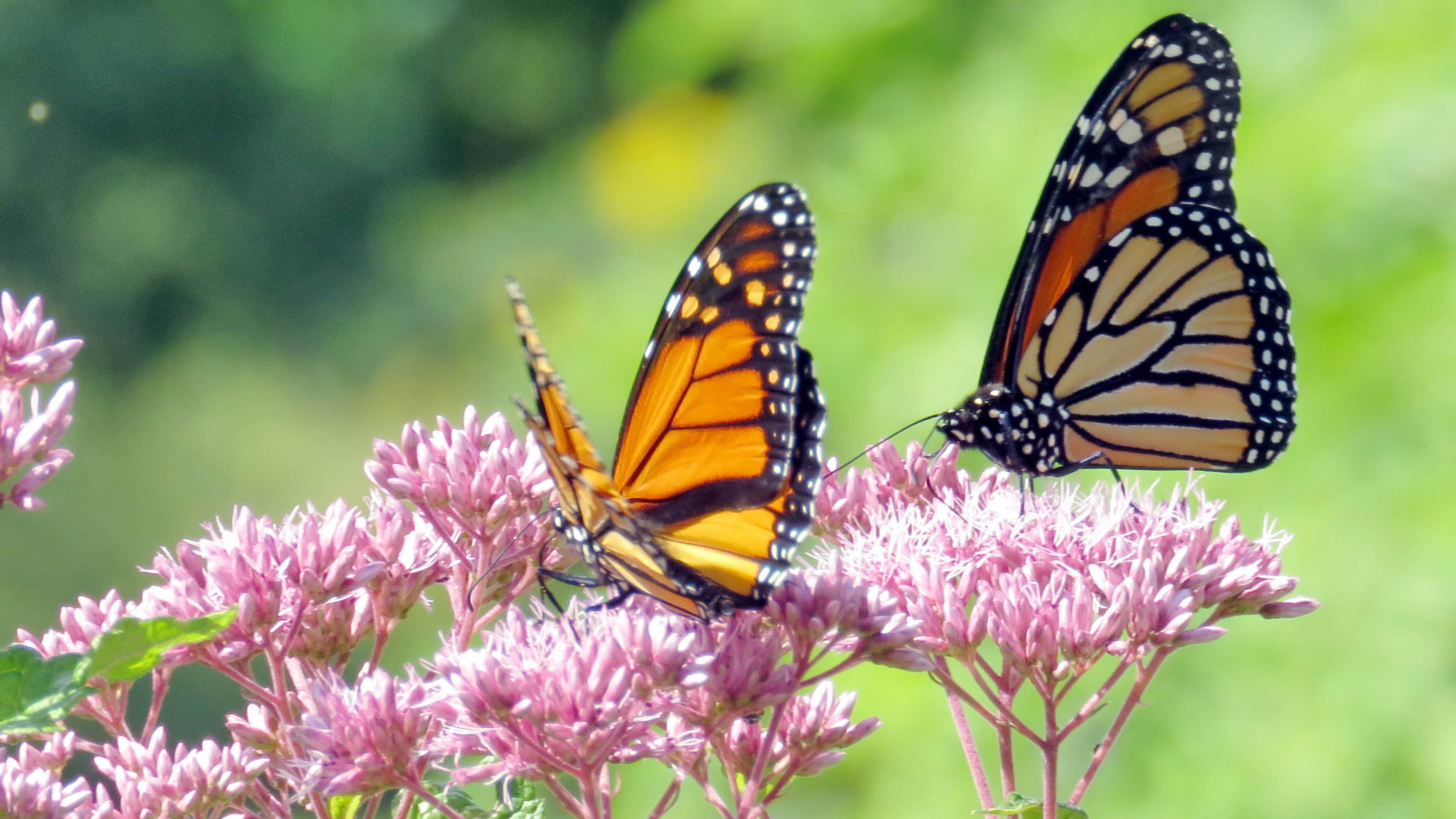 5 Surprising Reasons You Should Let Weeds Grow In Your 