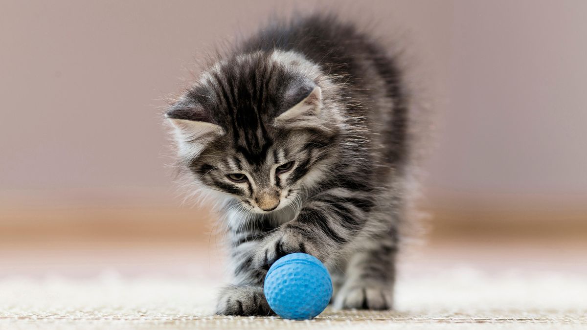 Kitten playing with one of the best automated cat toys