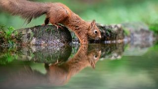 A red squirrel drinking, while reflected in the water