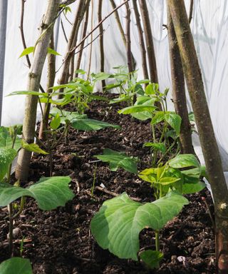 runner beans with supports and cloth