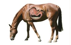 stomach-for-close-up-new.jpg