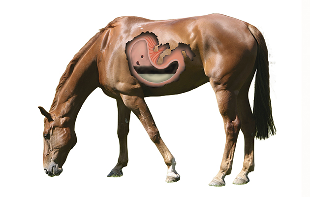 stomach-for-close-up-new.jpg