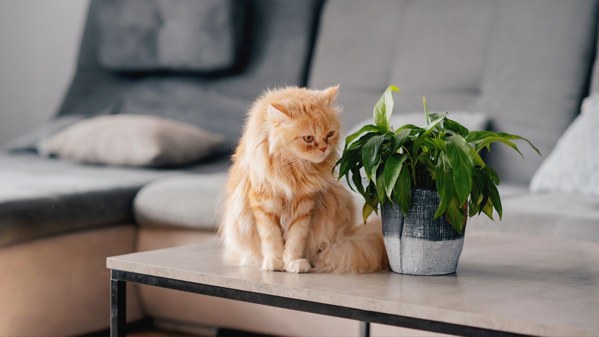 Ginger cat sat on table beside house plant