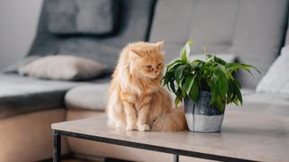 Ginger cat sat on table beside a cat-safe houseplant