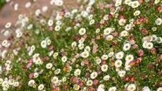 Close up of Mexican fleabane