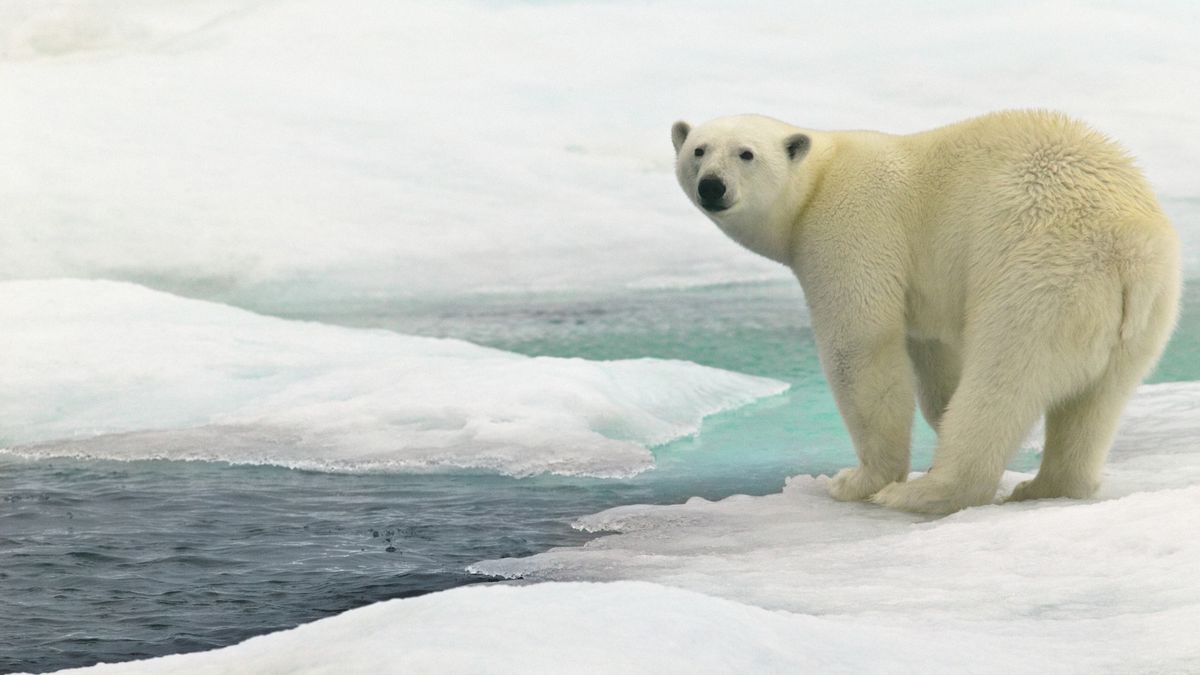 How to survive a polar bear attack Advnture