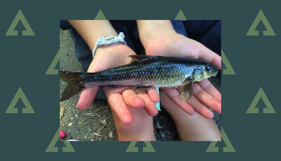 Could this be the UK's biggest gudgeon? Advnture