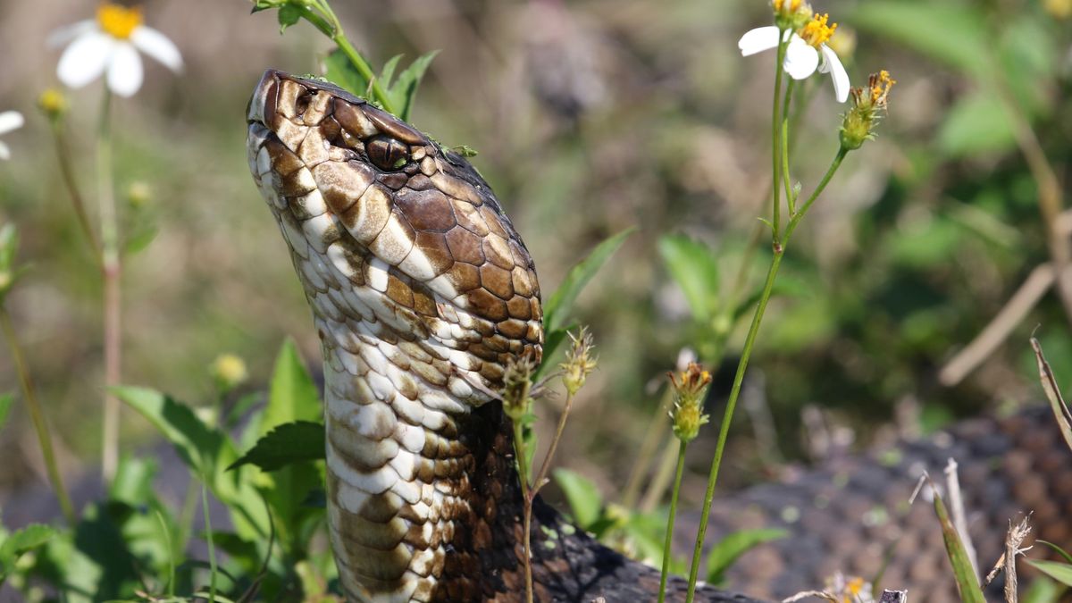 Cottonmouth snakes: Facts about water moccasins