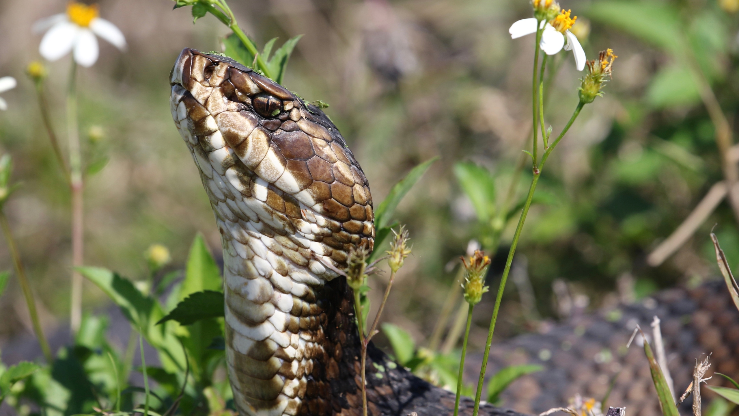 A photo of a cottonmouth (water moccasin) looking up from the grass.