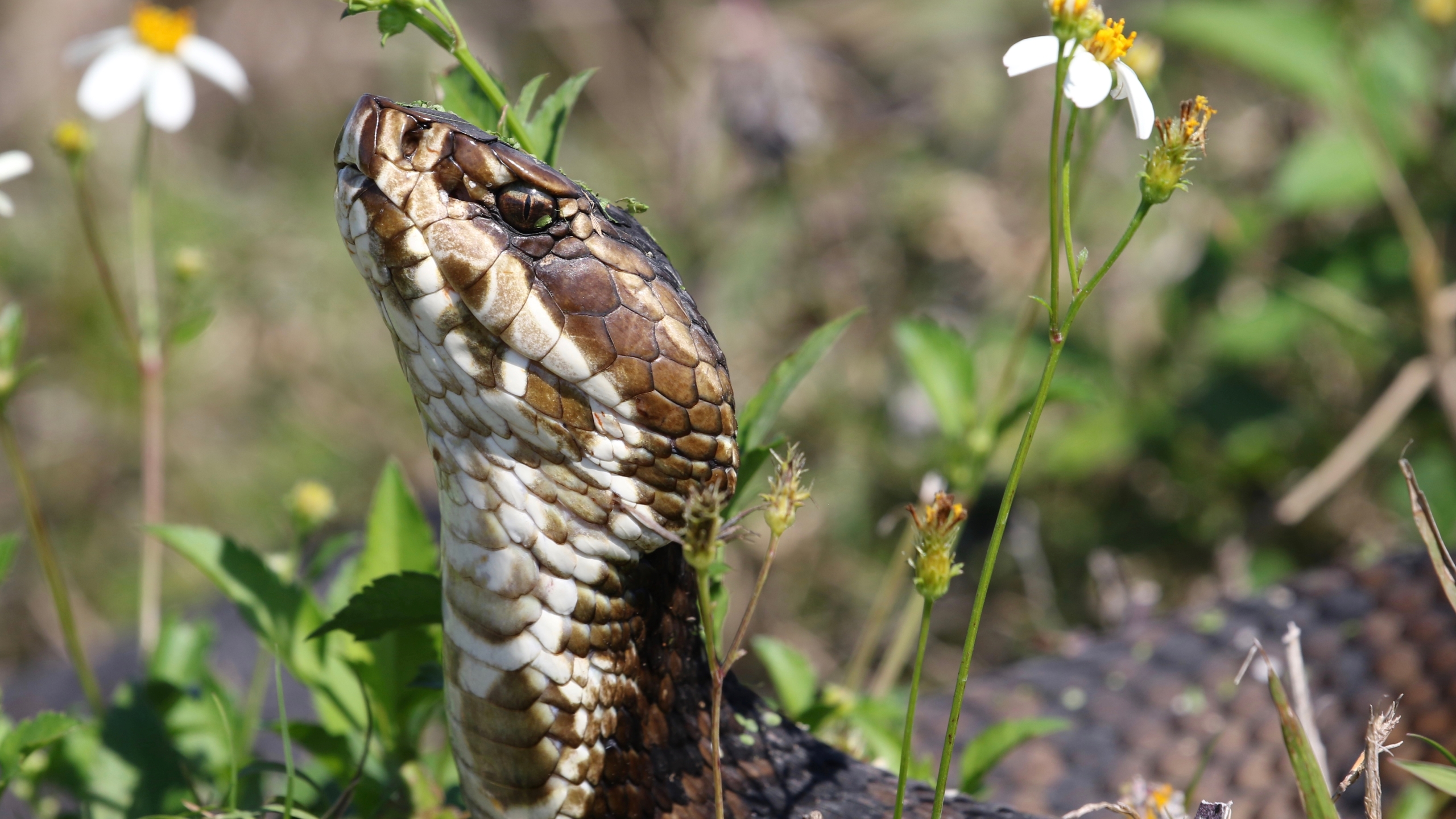 water moccasin bite