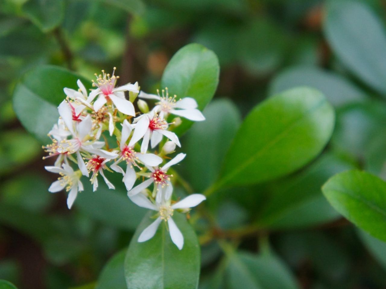 White Flowered Indian Hawthorn Plants