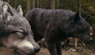 Werewolves in Twilight Eclipse