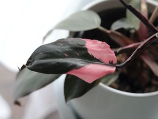 A pink and green leaf philodendron plant in a light colored pot on a light background