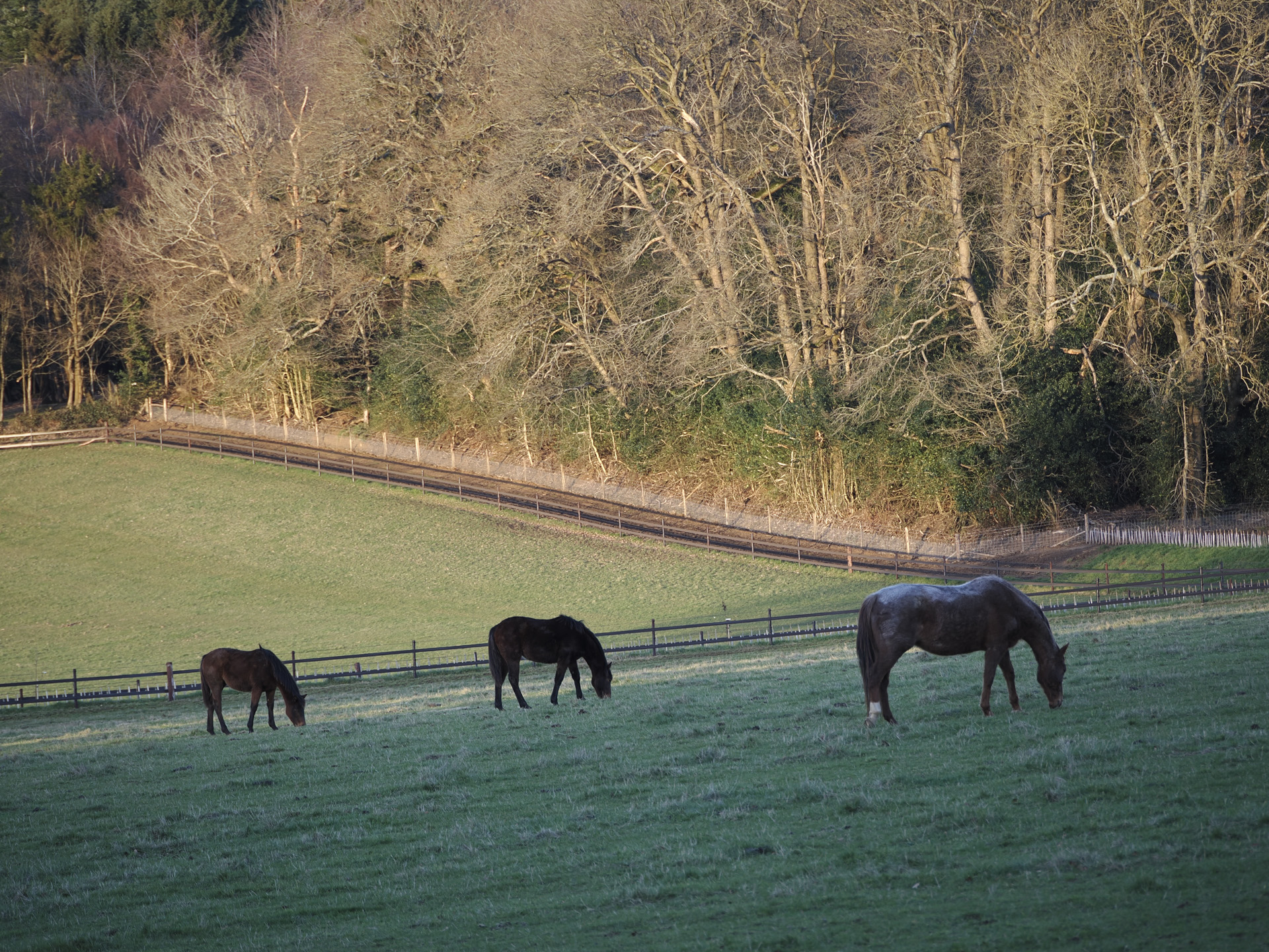 OM System OM-3 sample photos: horses in sun-drenched field