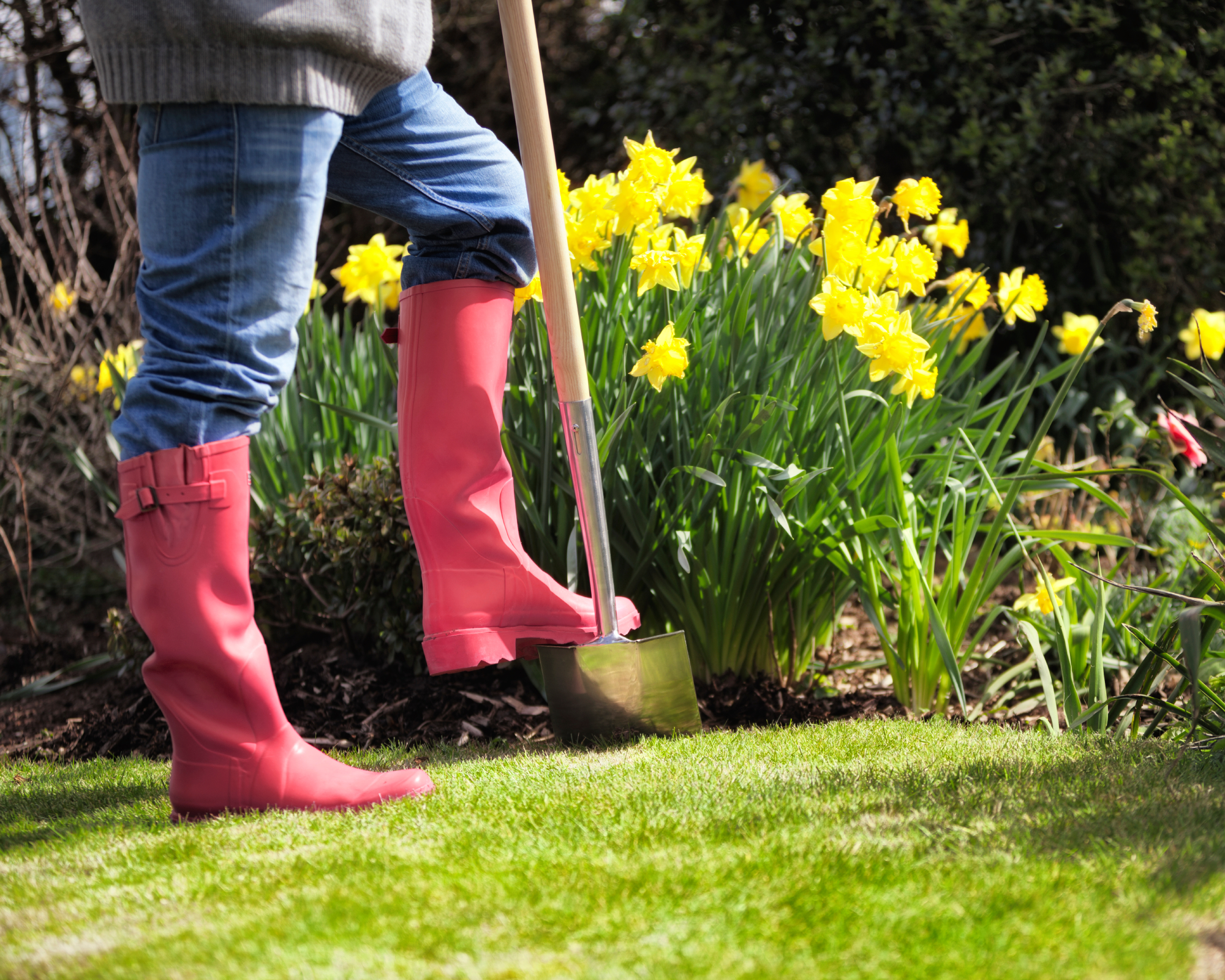 woman in pink wellies digging border daffodils in garden