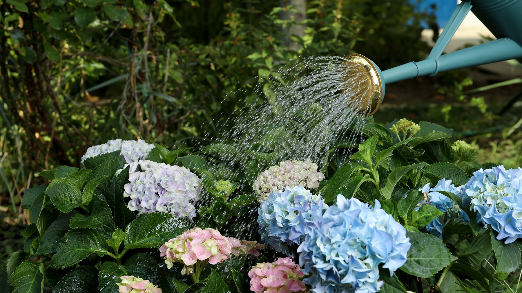 Hydrangeas being watered with a watering can
