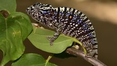 When the female Voeltzkow's chameleon gets stressed, she displays a pattern of red dots and a streak of purple against a background of black and white. 
