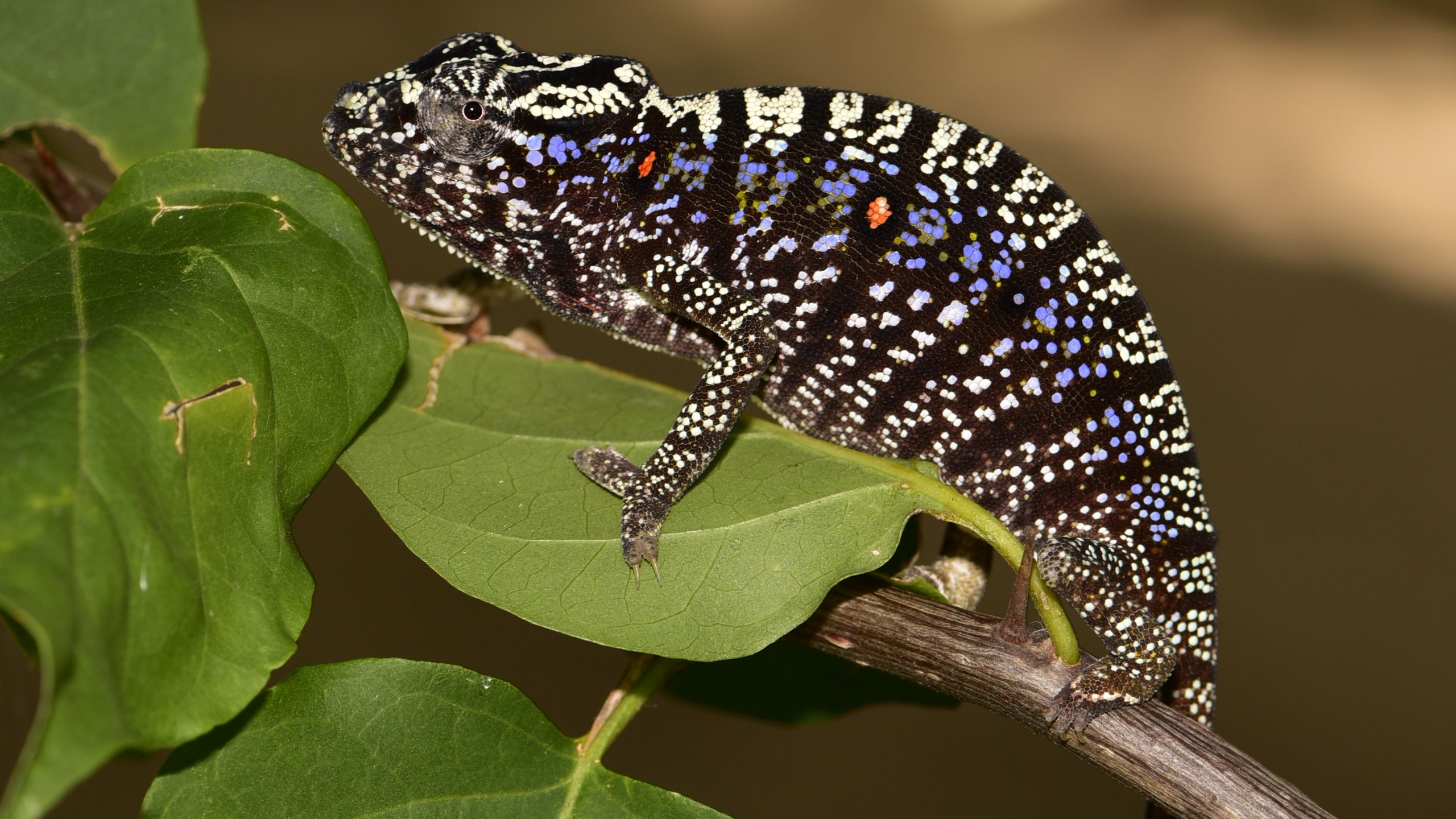 Lost' chameleon rediscovered after a century in hiding. And it's