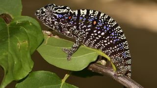 When the female Voeltzkow's chameleon gets stressed, she displays a pattern of red dots and a streak of purple against a background of black and white. 