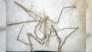 Fossil of a pterosaur in rock