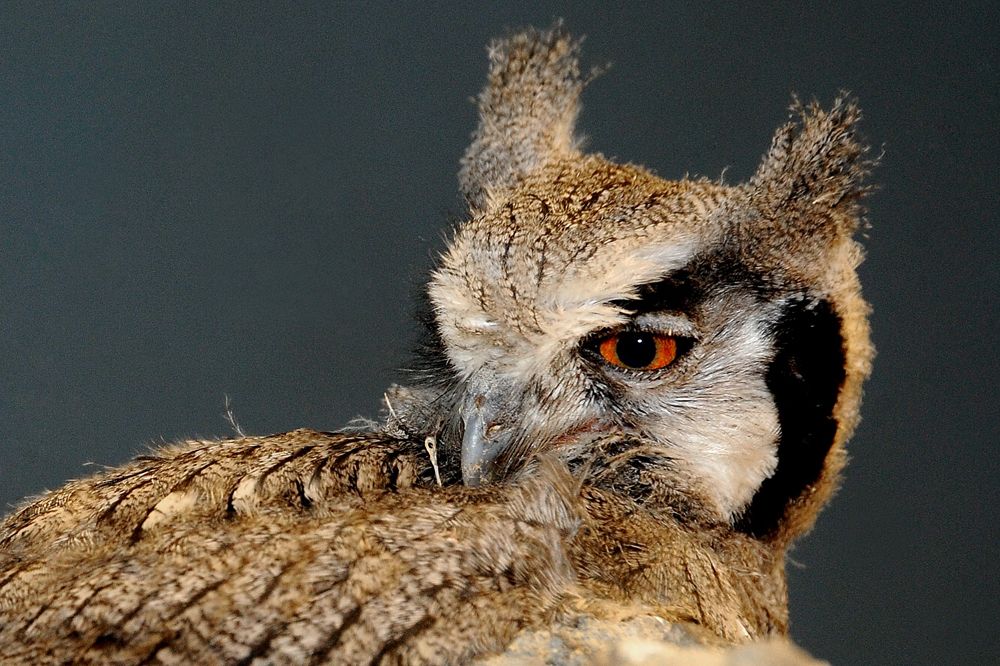 Bad Omen Or Wise Advisor Evocative Owls Star In Photos Live Science