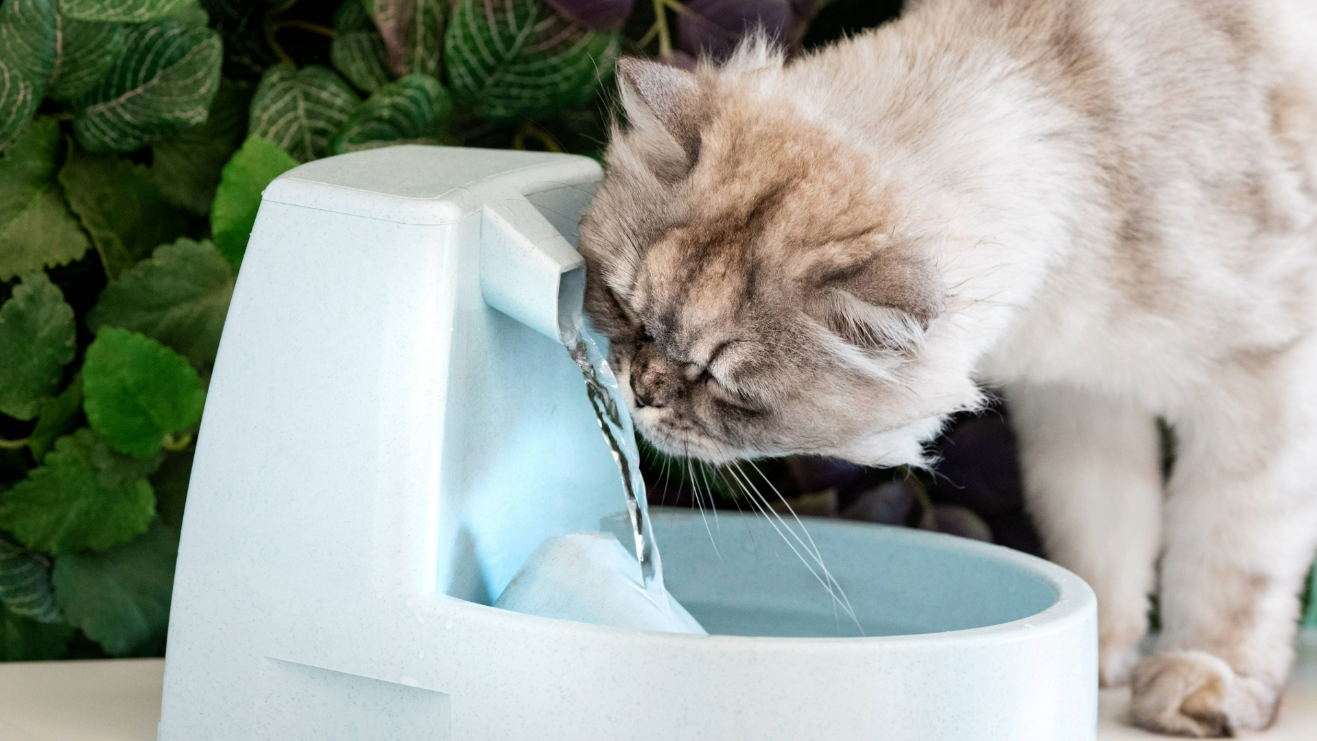 Cat drinking from a pet fountain