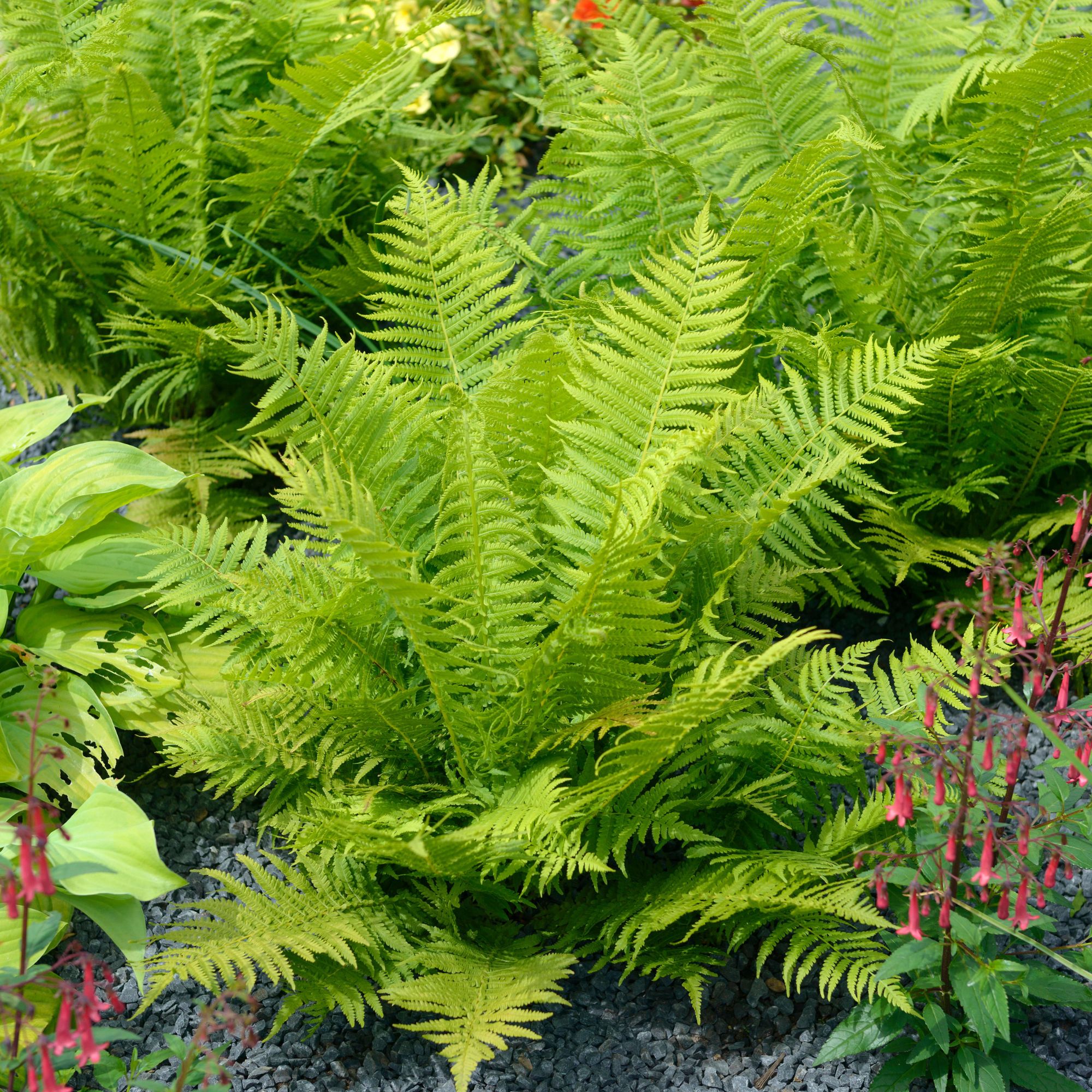 fern plant in garden border