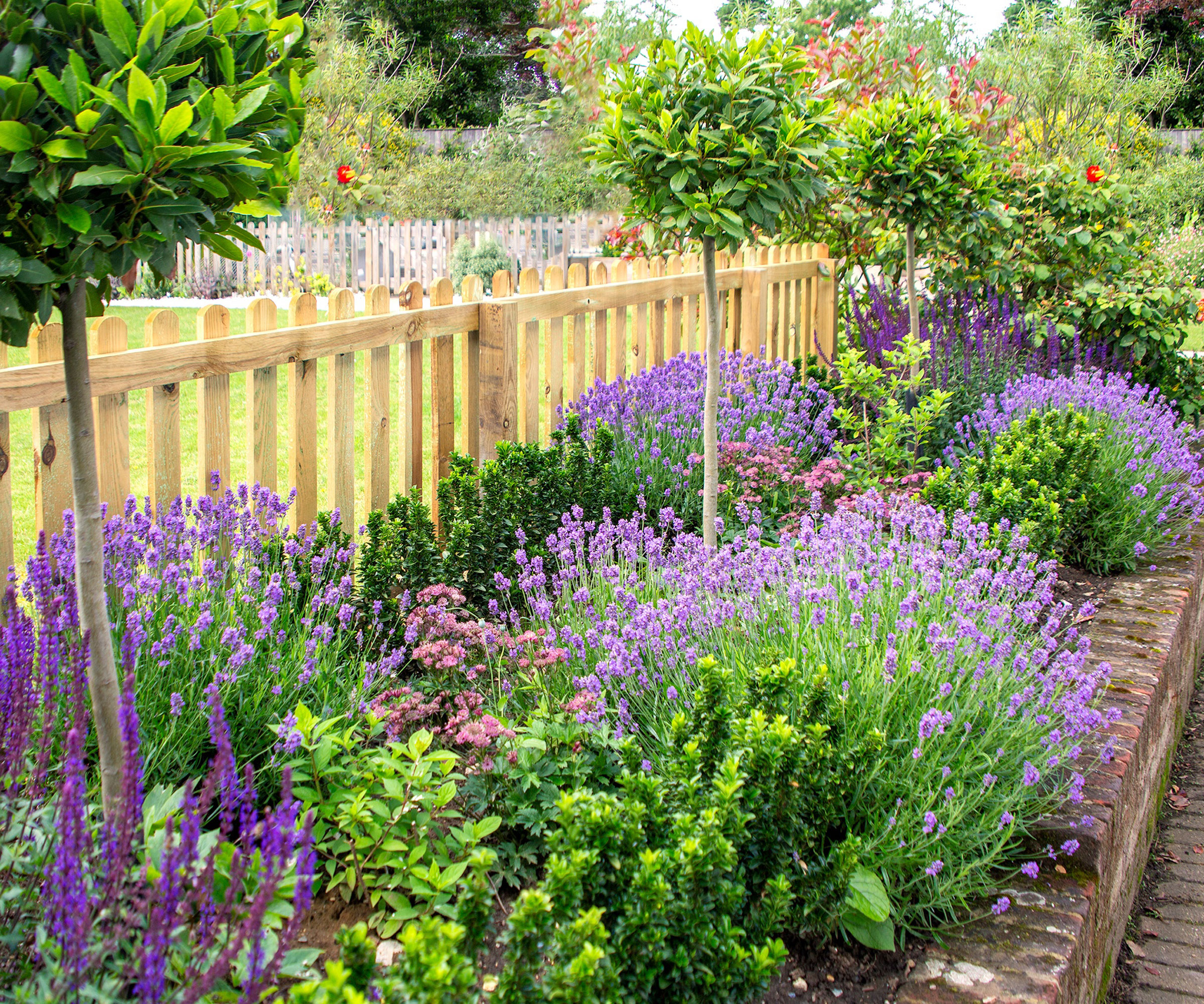 purple flowers and lavender in border near garden fence