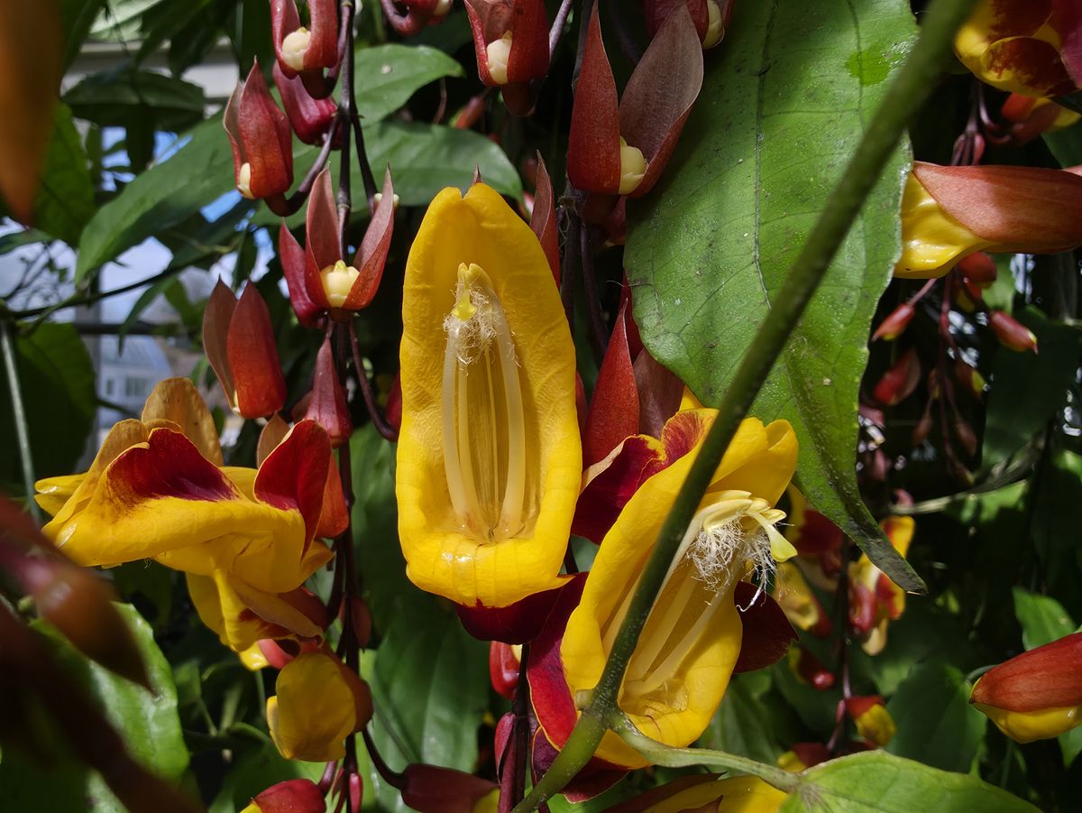 Samsung Galaxy S25 Ultra camera samples
