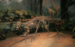 Clumsy Dinosaur or Attack Survivor Injuries Plagued Ancient Beast