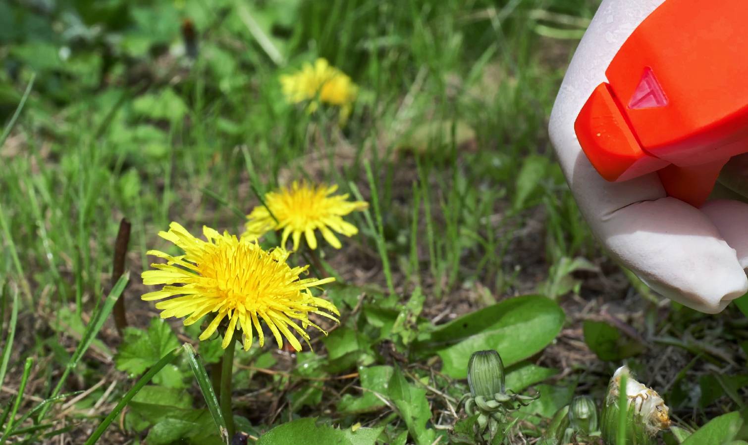 Spraying dandelions with natural herbicide