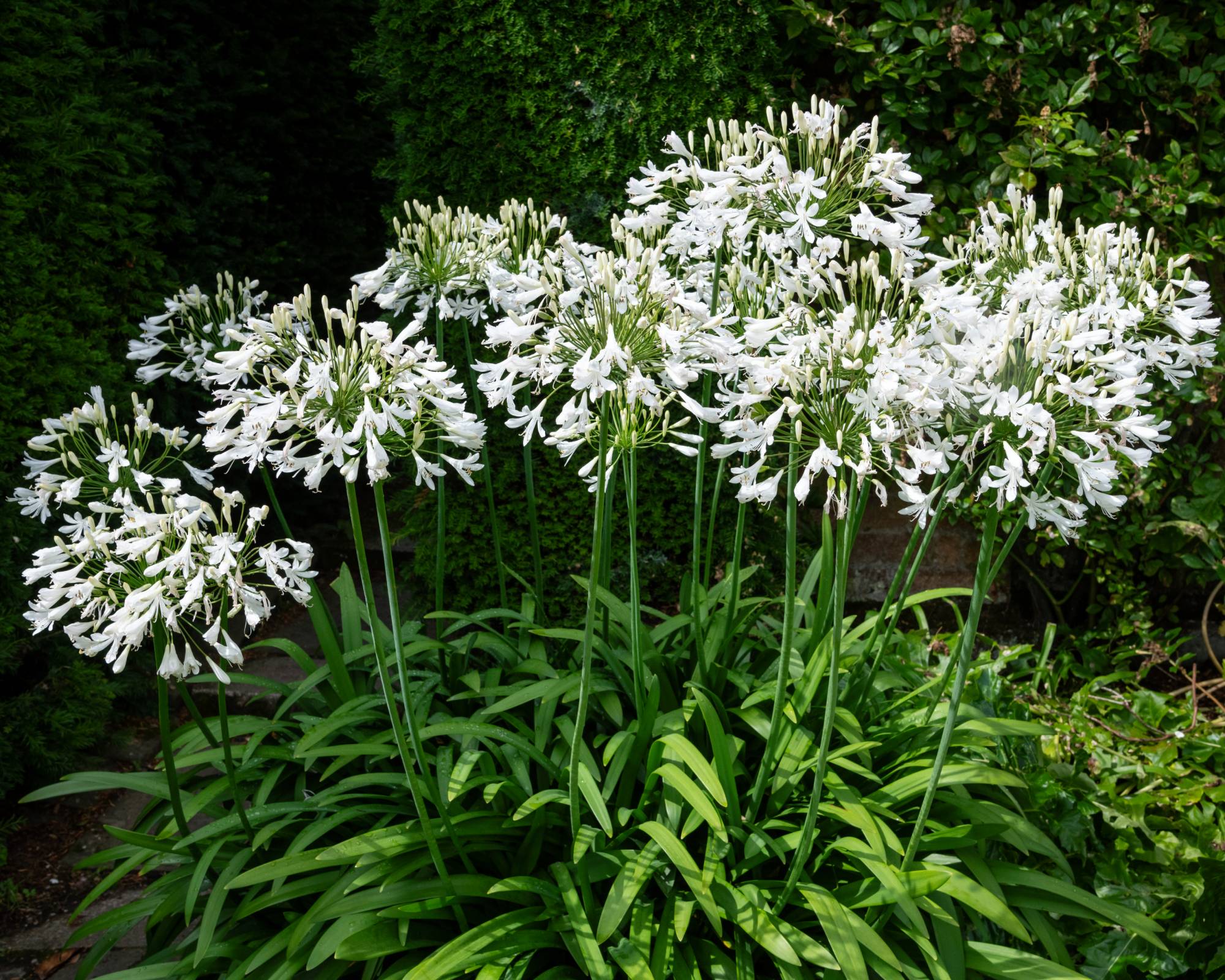 White agapanhus blooms