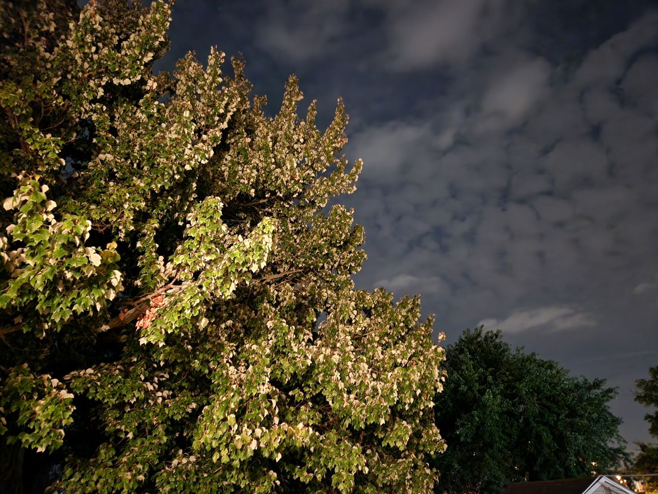 Samsung Galaxy Z Fold 4 low light sample.