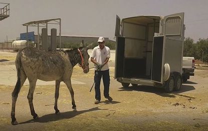 Flor-Rescue-2.-Picture-Credit-The-Donkey-Sanctuary.jpg