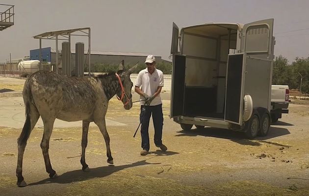 Flor-Rescue-2.-Picture-Credit-The-Donkey-Sanctuary.jpg