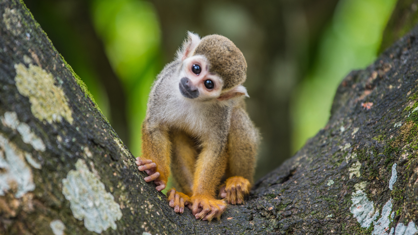 Curious squirrel monkey sitting in a tree tilts its head as it stares at the camera