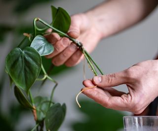 Philodendron roots