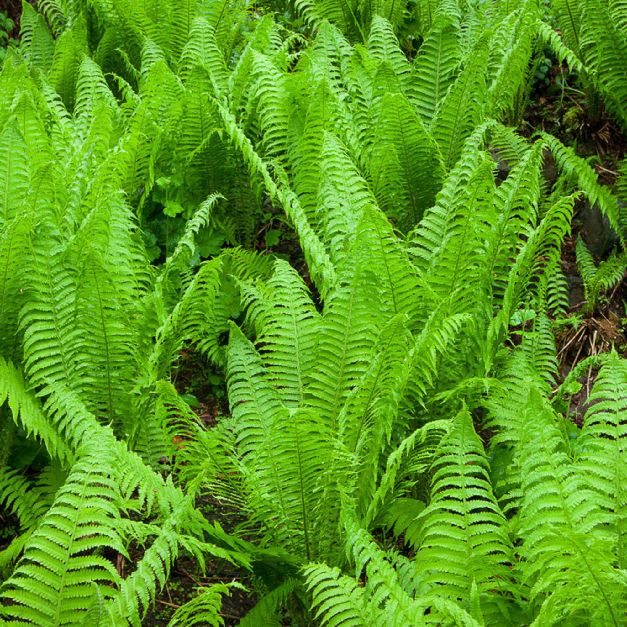 Matteuccia Struthiopteris