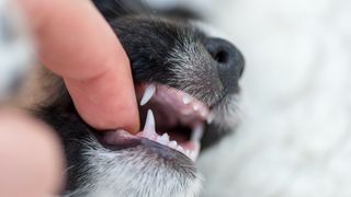 Puppy teething biting